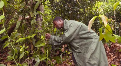 Fairtrade bei Vanille, Zimt und Nelken